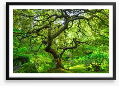 Maple and moss