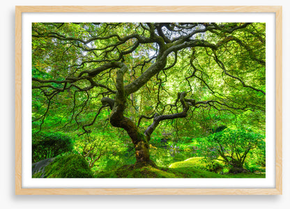 Maple and moss