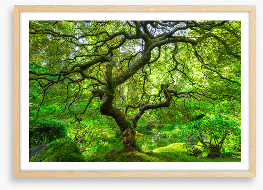 Maple and moss