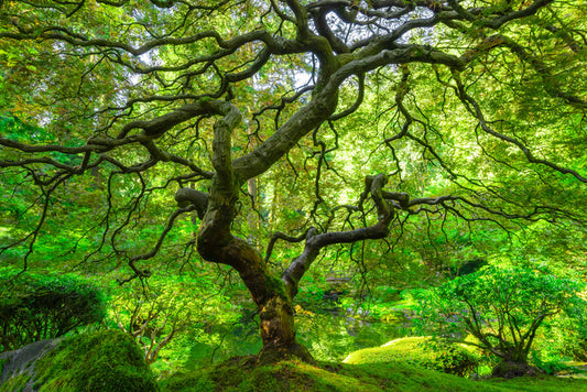 Maple and moss
