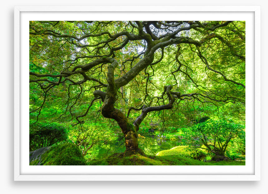 Maple and moss