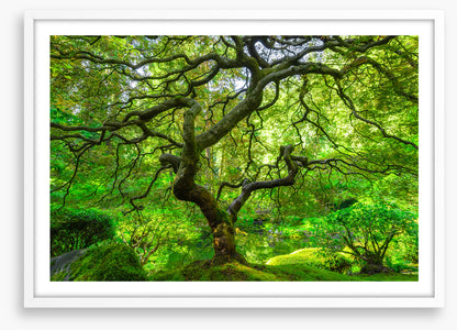 Maple and moss
