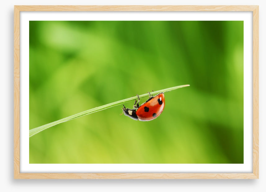 Insects