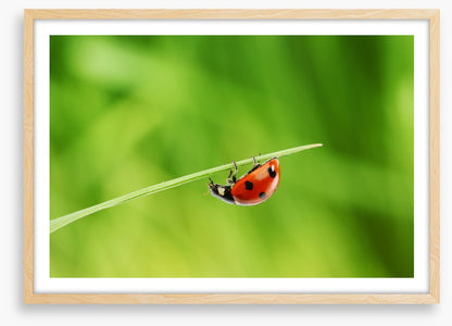 Insects