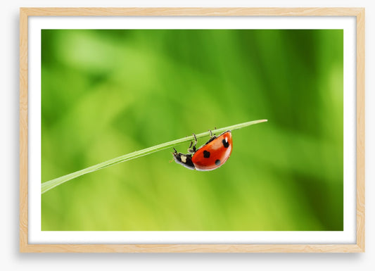 Insects