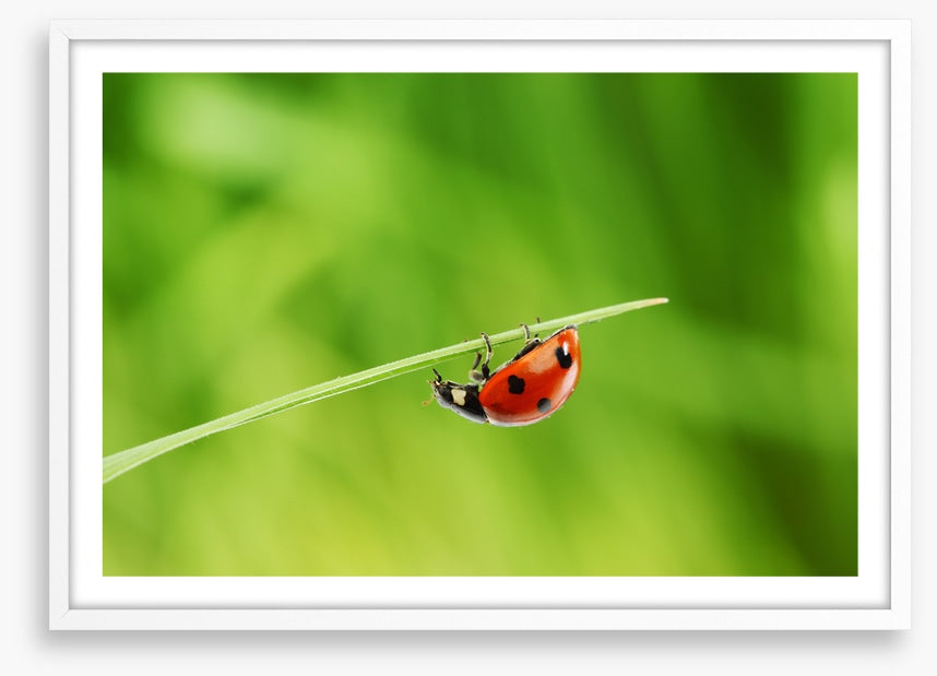 Insects
