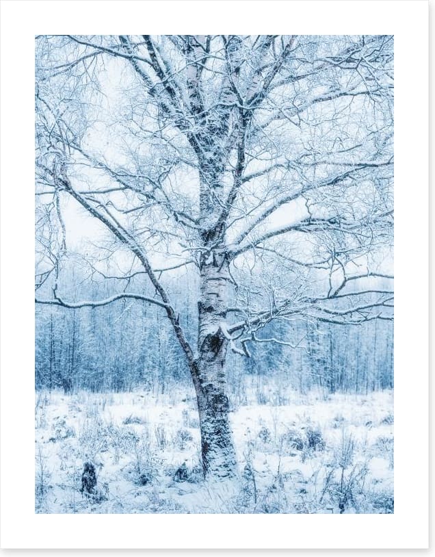 Silver birch snow