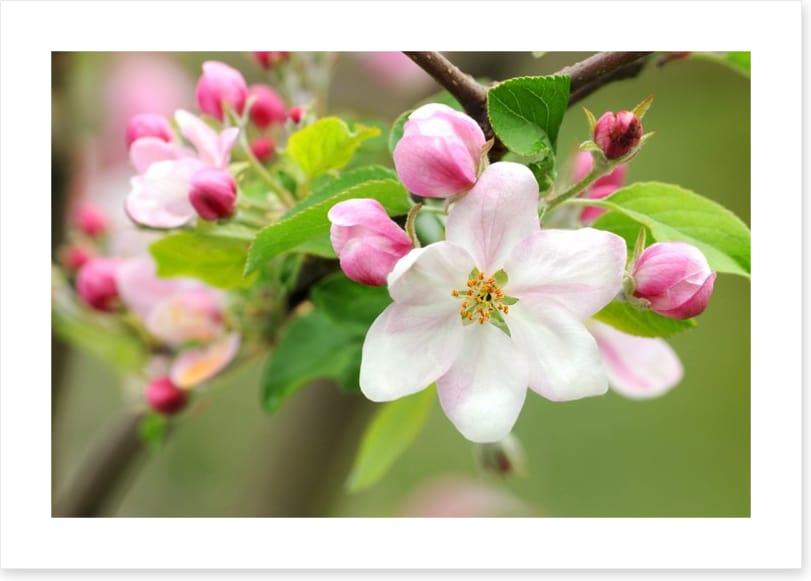 Pink apple blossom