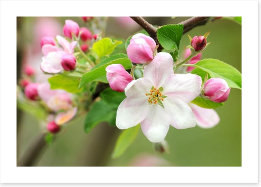 Pink apple blossom