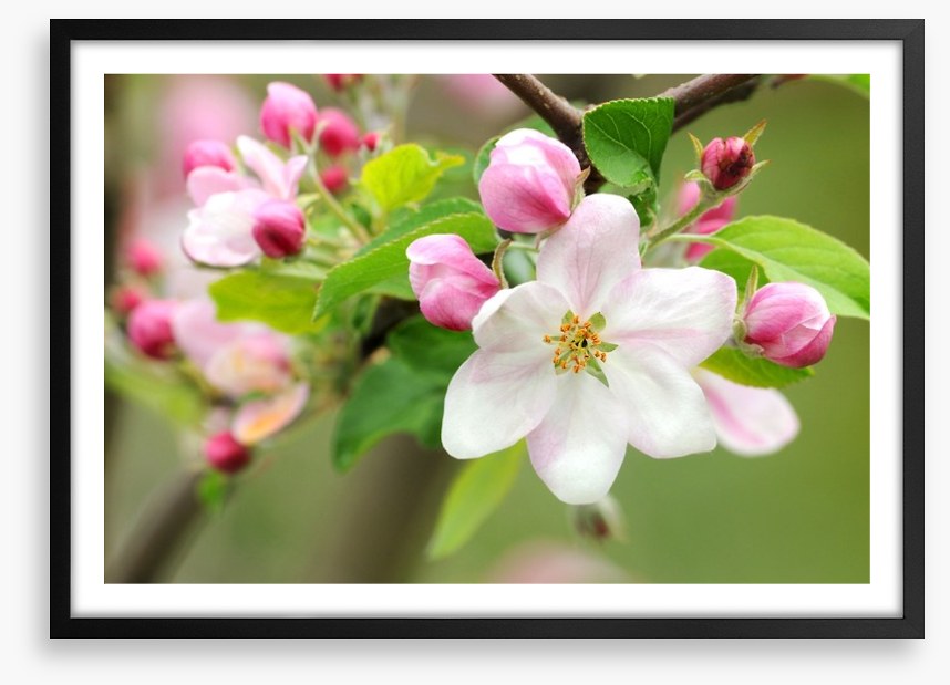 Pink apple blossom