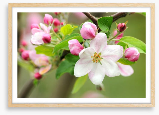 Pink apple blossom