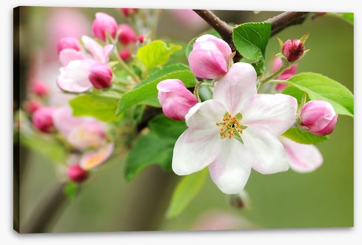 Pink apple blossom