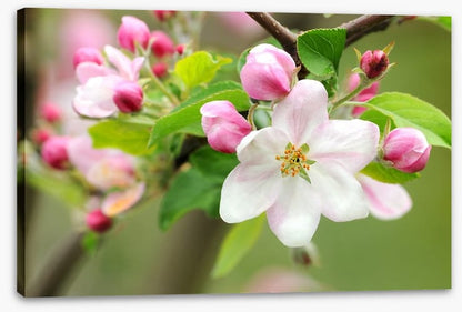 Pink apple blossom
