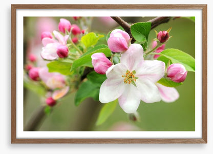 Pink apple blossom