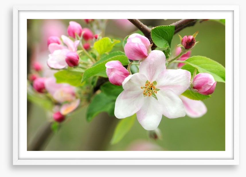 Pink apple blossom