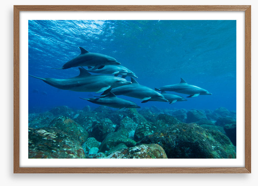 Swimming with the pod