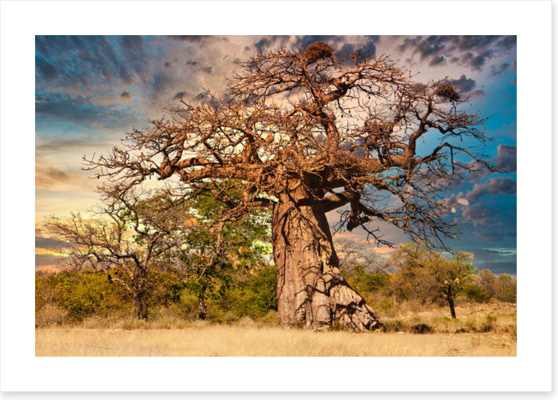 Baobab branches