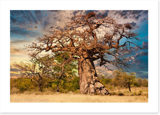 Baobab branches