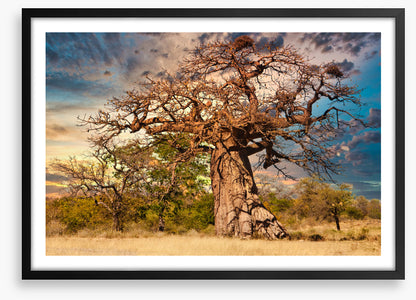 Baobab branches