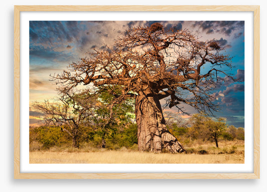 Baobab branches