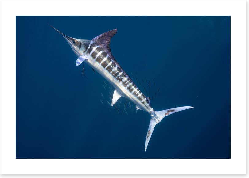 Magnificent marlin