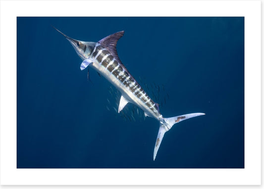 Magnificent marlin