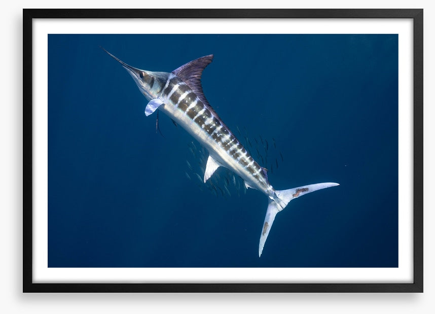 Magnificent marlin