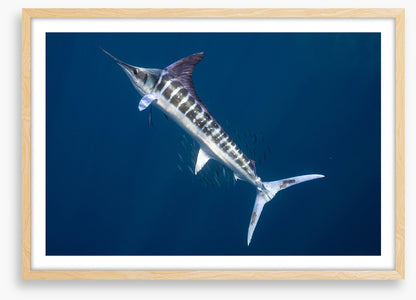 Magnificent marlin