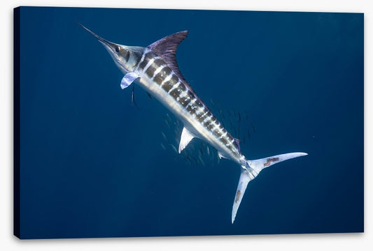 Magnificent marlin