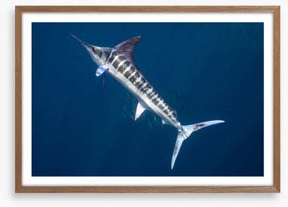 Magnificent marlin