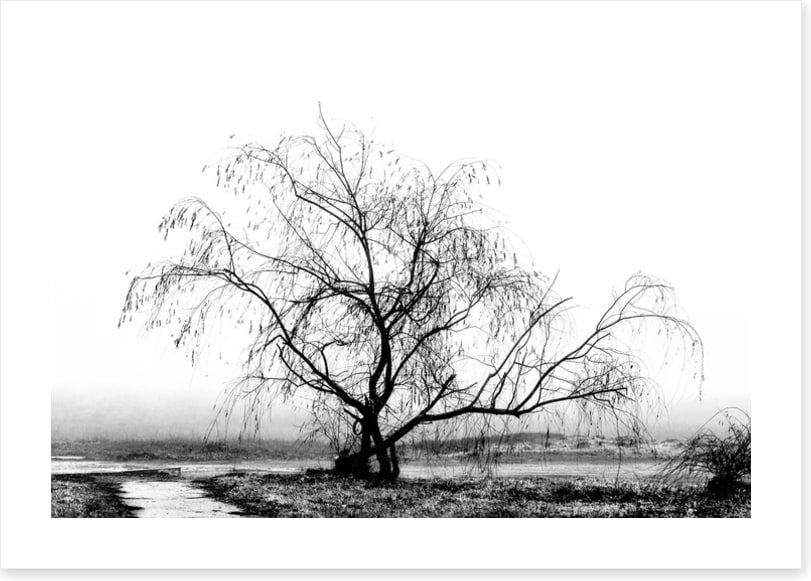Silhouette by the stream
