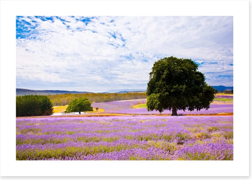 Picture perfect lavender farm
