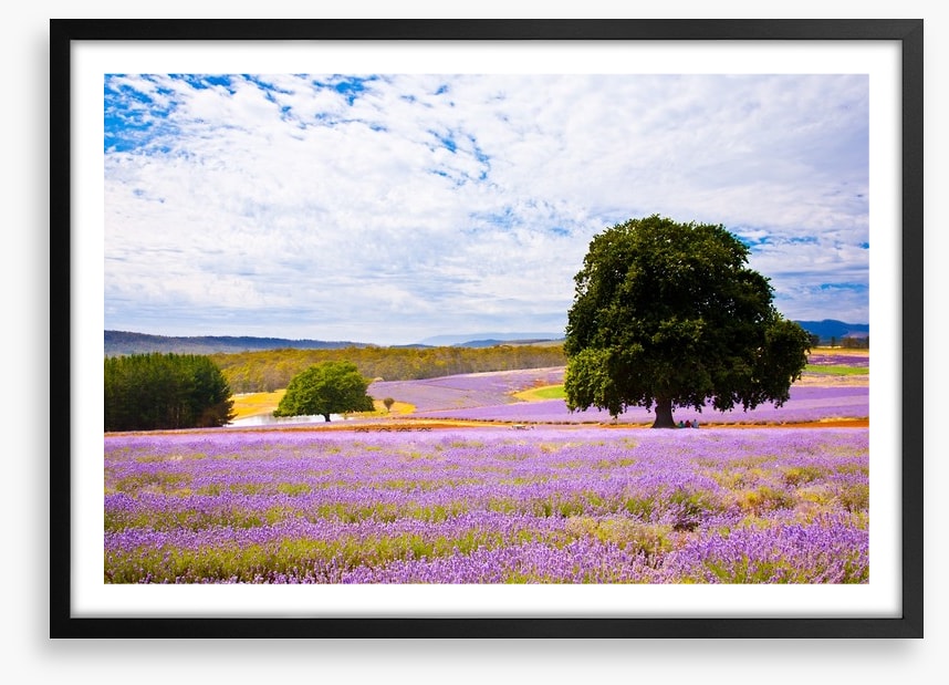 Picture perfect lavender farm