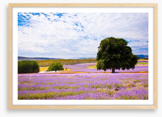 Picture perfect lavender farm