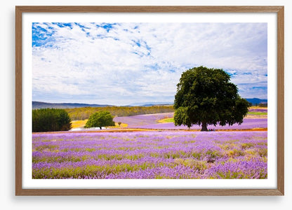 Picture perfect lavender farm