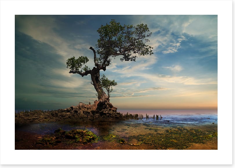 By the twisted pine
