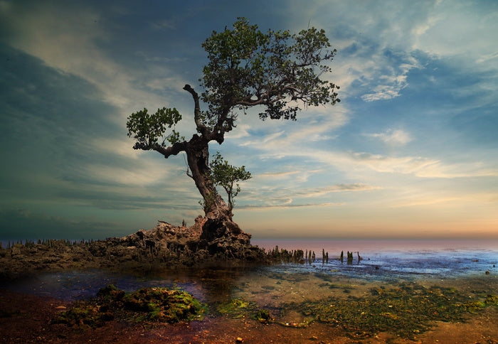 By the twisted pine