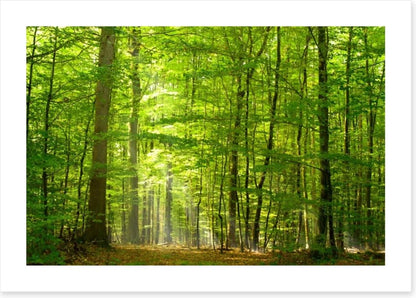 Lush green forest