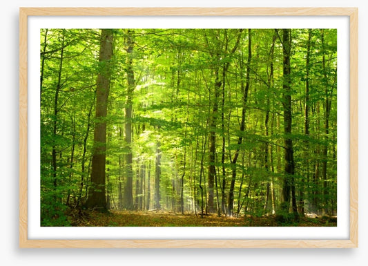 Lush green forest