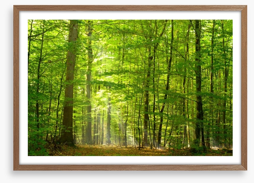 Lush green forest