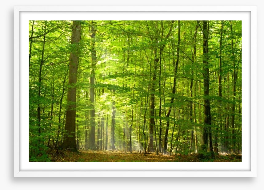 Lush green forest