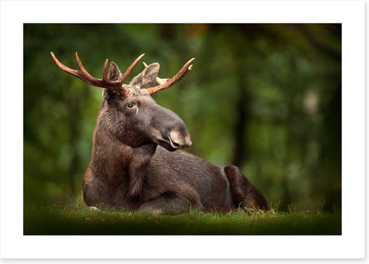 Elk at ease