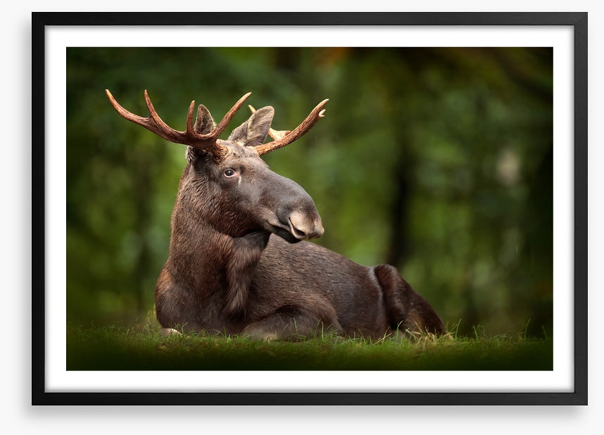 Elk at ease