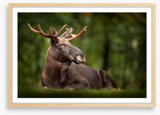 Elk at ease