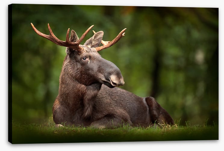 Elk at ease
