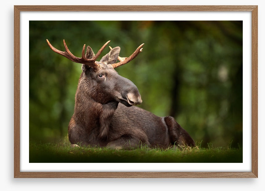 Elk at ease