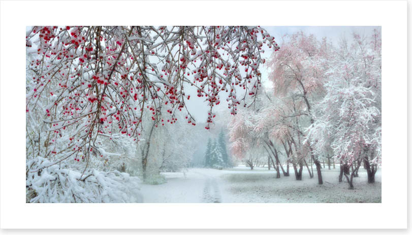 Behind the berries