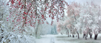 Behind the berries