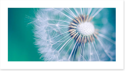 Spring wish