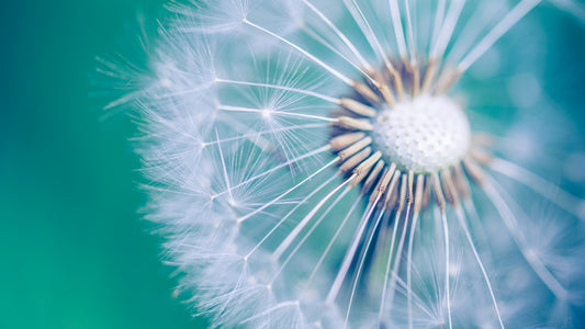 Spring wish
